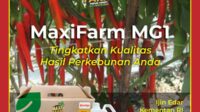 Asam Humat untuk Cabe