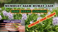 cara membuat asam humat cair dari eceng gondok