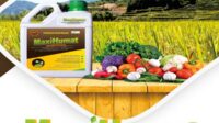 Manfaat Asam Humat Pertanian & Dosis Tepatnya